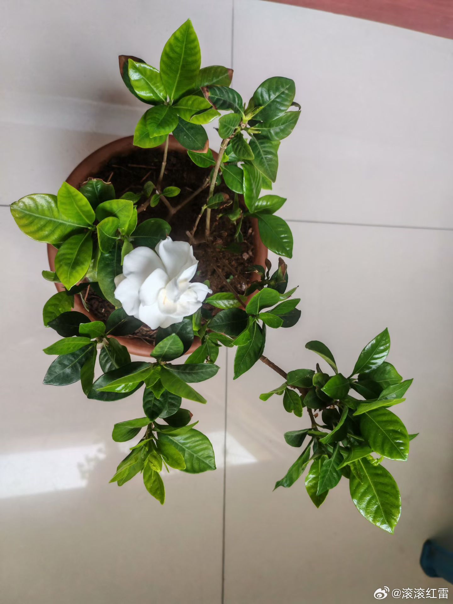 栀子花开，香满窗台，白瓣藏香，好运自来 