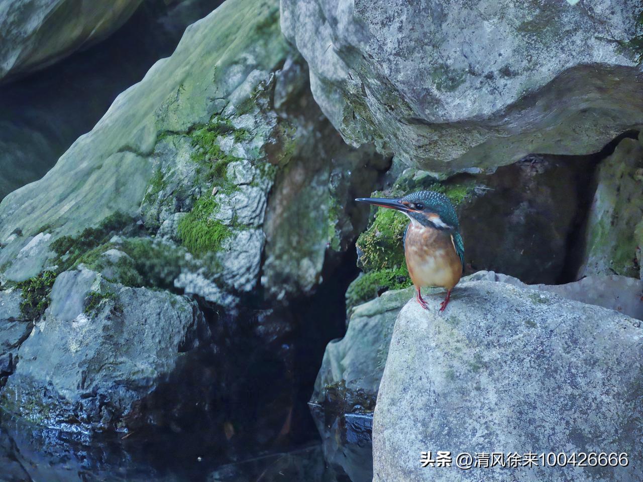 晒图笔记大赛它在等鱼，我在等风，而春天在等我们。