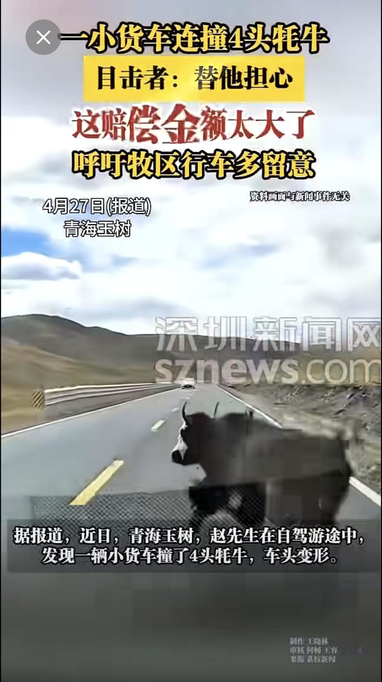 一小货车连撞 4 头耗牛。目击者: 替他担心这赔偿金额太大了 呼吁牧区行车多留意