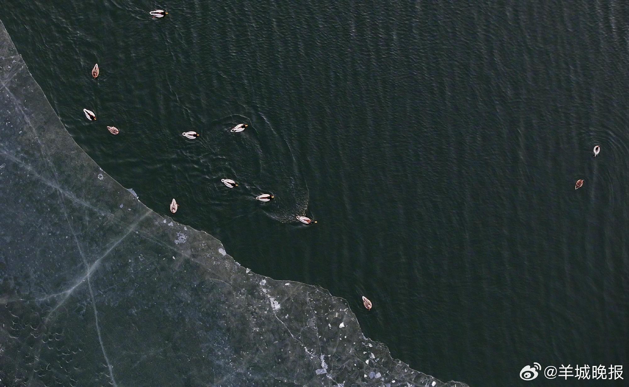 【转发收藏！春日候鸟齐飞治愈壁纸】4月1日是国际爱鸟日。近日，中国地理位置最北端