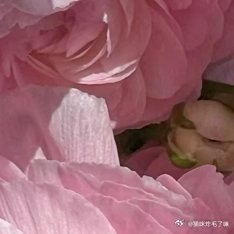 牡丹花的种植方法1、种植牡丹要选择比较疏松的土壤，可以选择普通园土再加上一些基肥