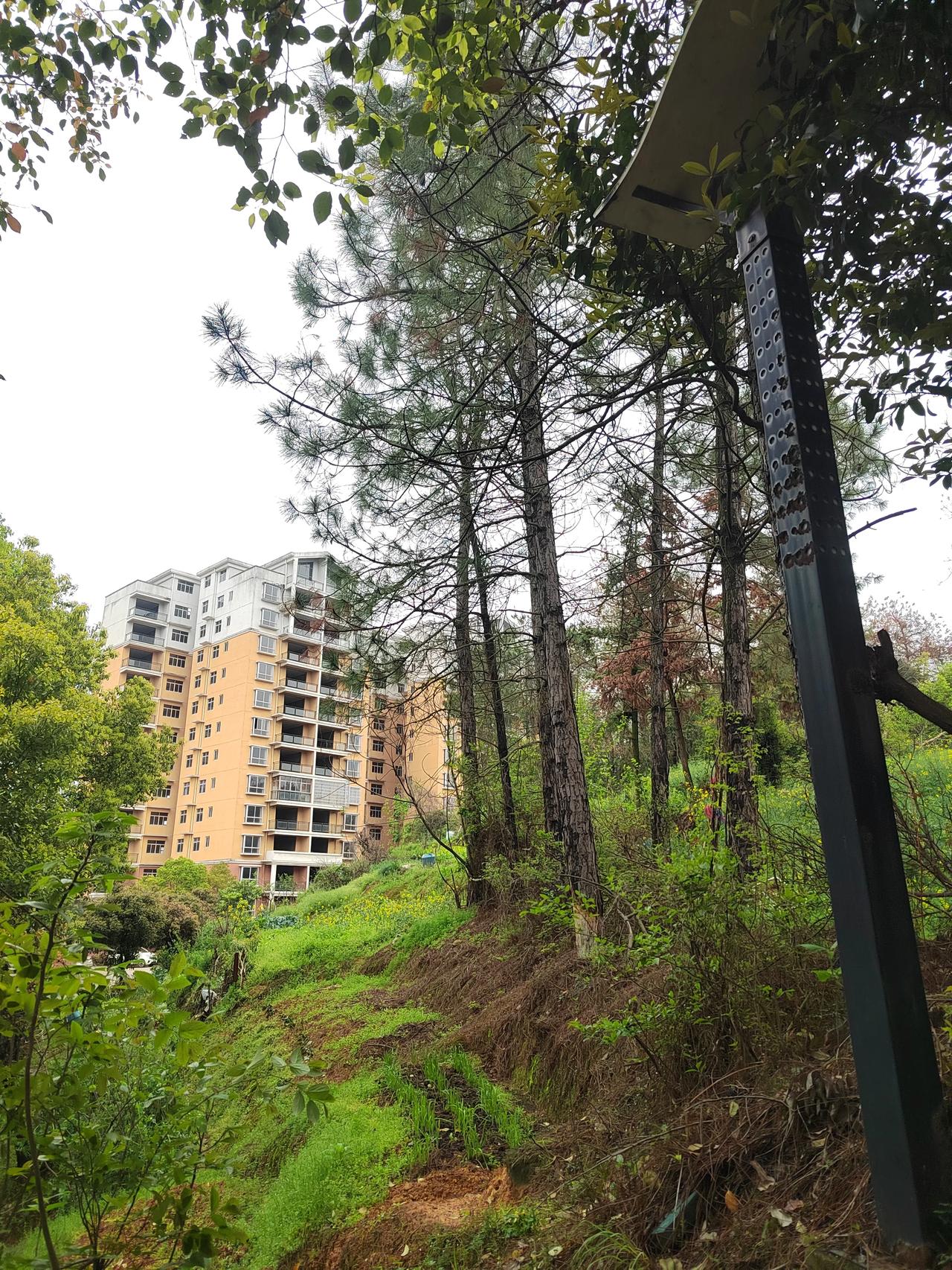 丰城尚庄街道办的一座社区山地公园

老实说，社区能有一座山地公园并不是一件很容易