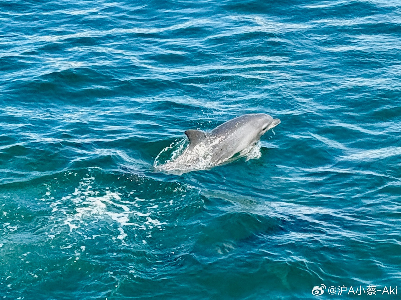 今天运气不错，出海追到了海豚~ ​​​