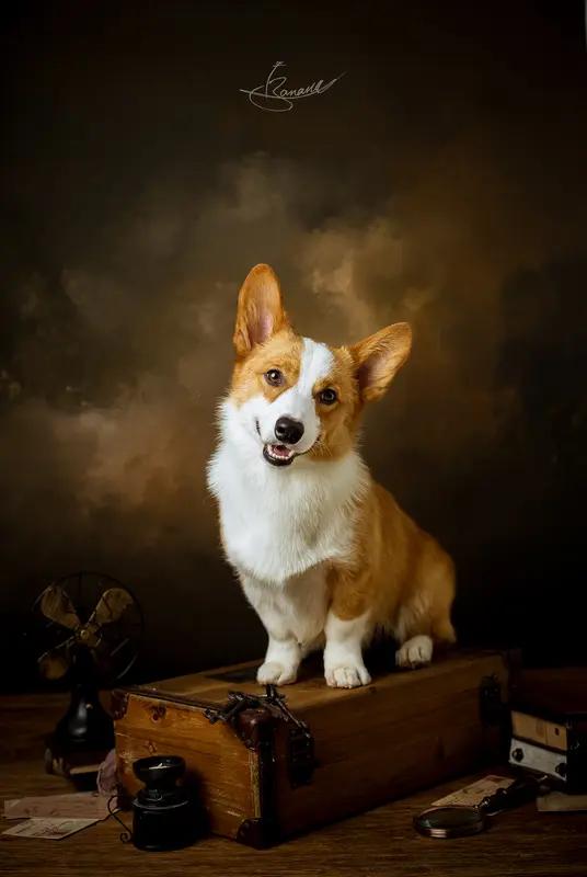 11月3日，网红“瑞恩妈妈”悲痛宣告“瑞恩宝贝”离世，才3岁。这孩子2022年9