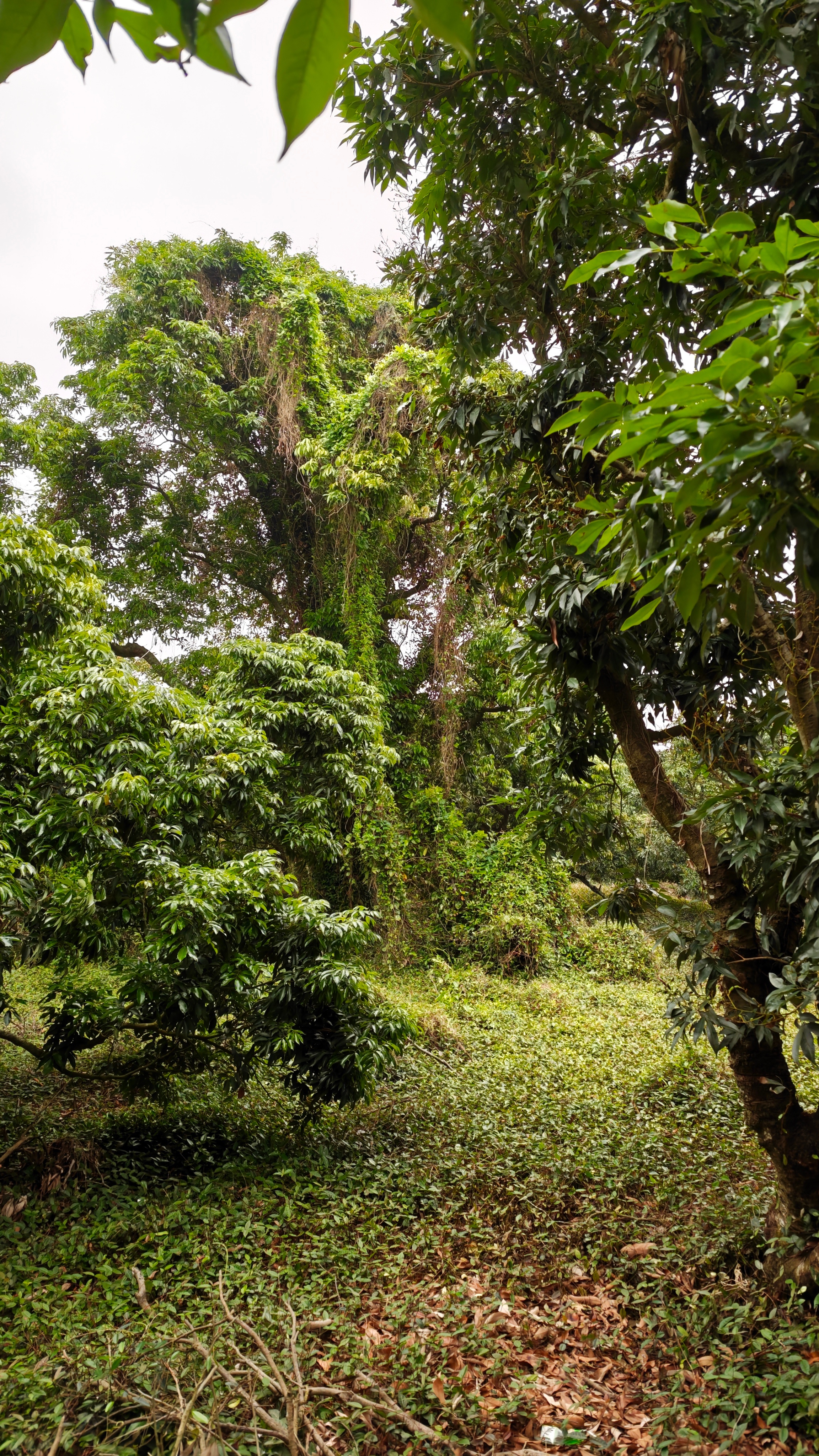 切换到华南F3上山下海揾太公模式，但最大挑战是，找不到太公