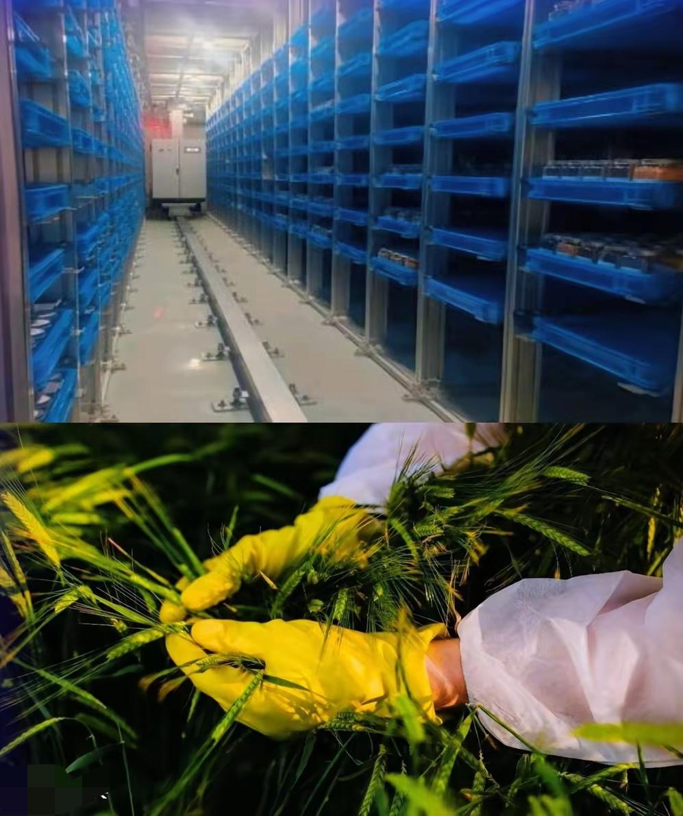 农村怪事频发，免费送种子、上门搞调研，背后竟藏着境外间谍的黑手！国安部3月30日