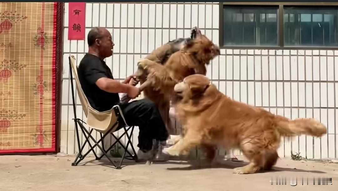 今天，三只金毛犬又起了争执。为了将它们分开，我没少挂彩。手心手背都是肉，我哪只都