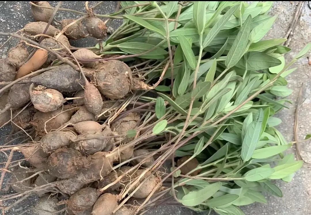 我敢打赌，100个人当中有101个人都不知道 这是什么植物，看起来有点像花生，但