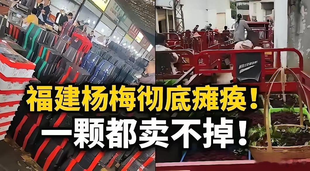 毒杨梅不只是果农的问题！杨梅正能量 冰冻三尺，非一日之寒！福建漳州杨梅事件震惊世
