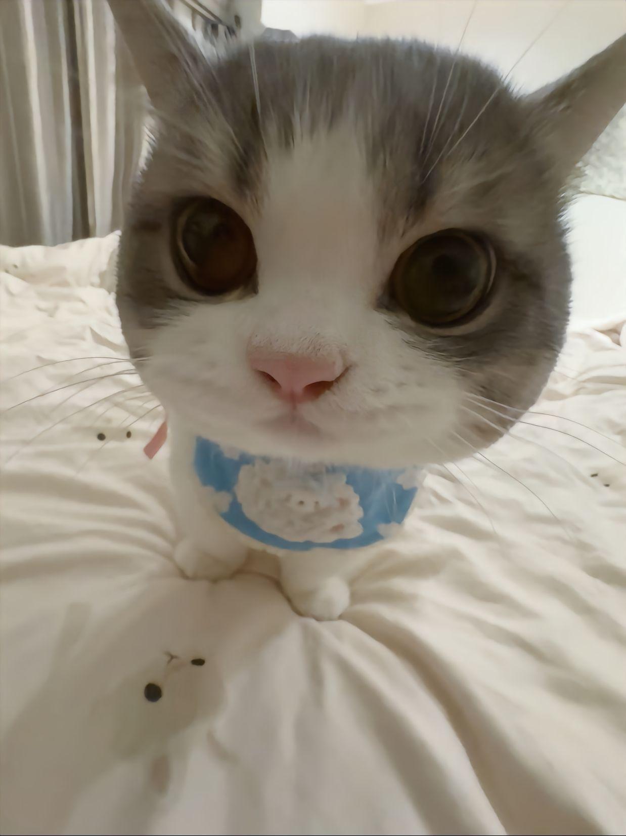 泥只能喜欢小猫#萌宠##猫# ​​​