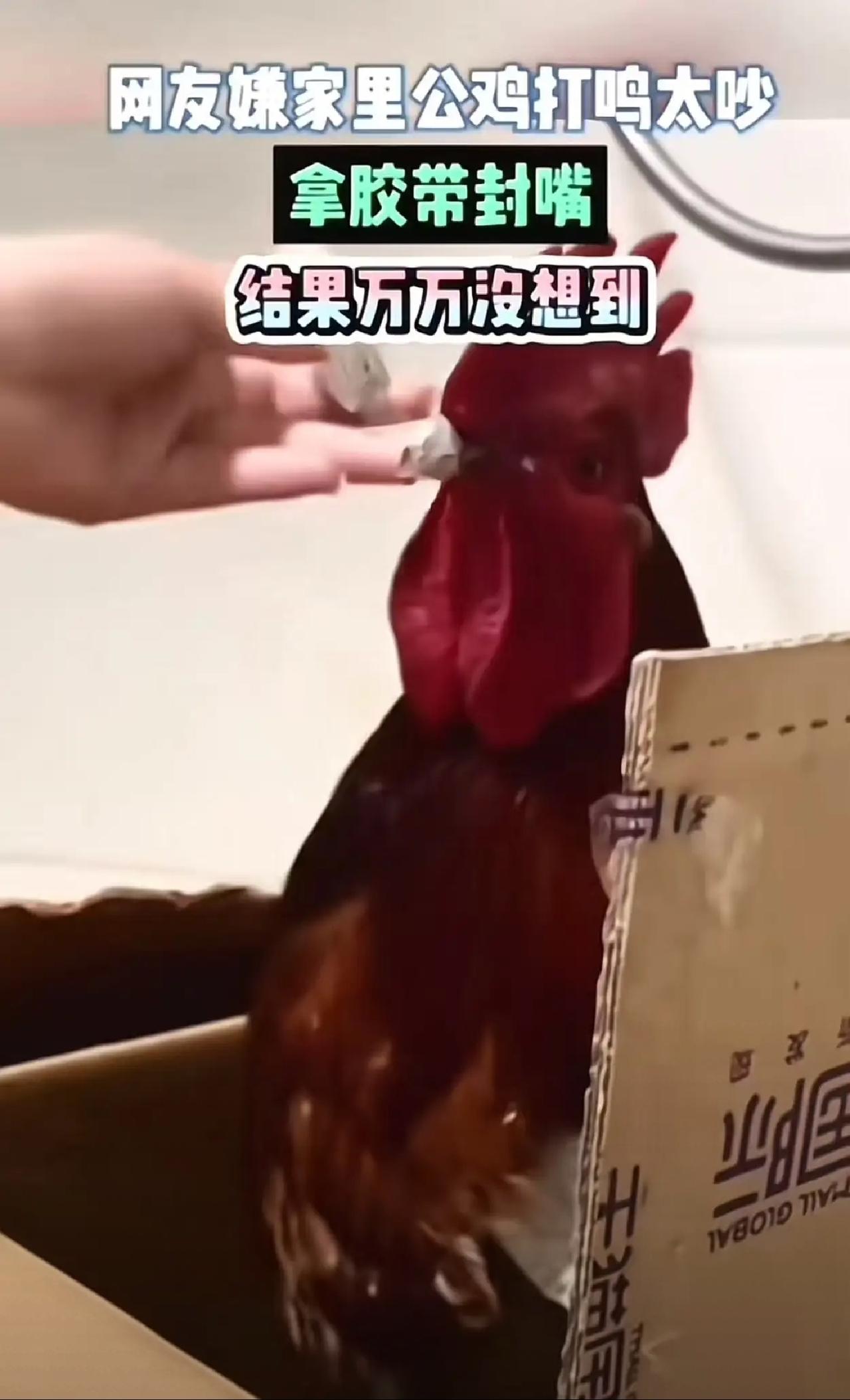 女子嫌家里公鸡打鸣太吵，拿胶带封嘴，结果万万没想到……

年关近，亲戚送只大红公