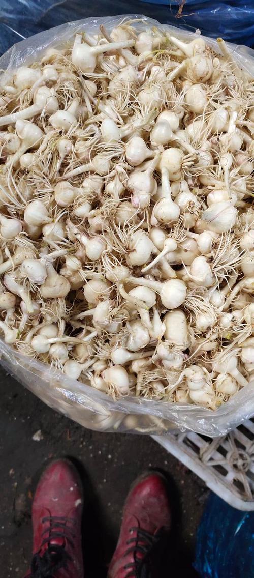 前些日子在东北居住的老弟给我寄来了几斤鲜嫩的小根蒜，因其形状酷似大蒜，但体量小而