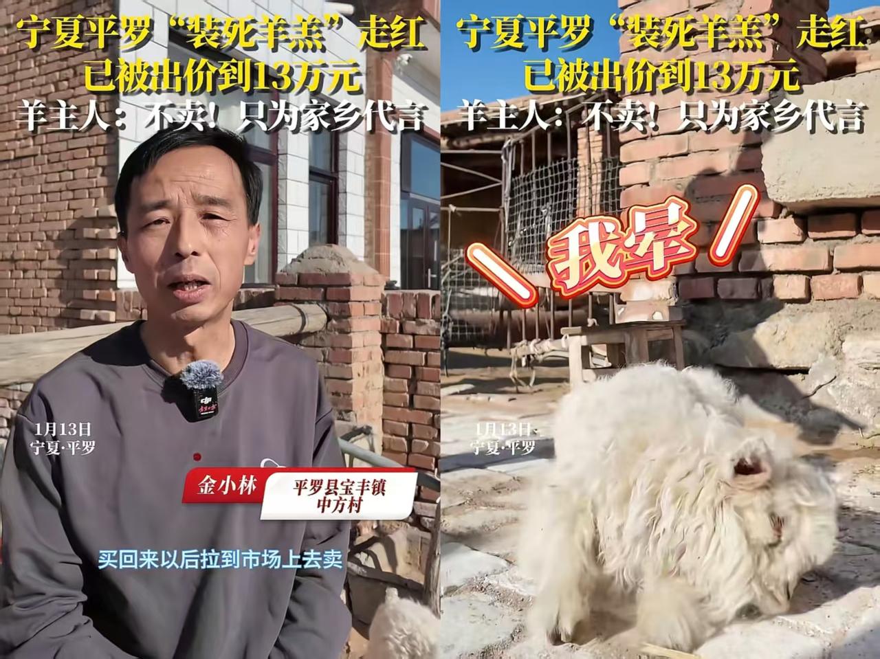 装死装上瘾了！宁夏平罗县一名养殖户小林正准备带4只小羊羔去赶集售卖，其它三只都以