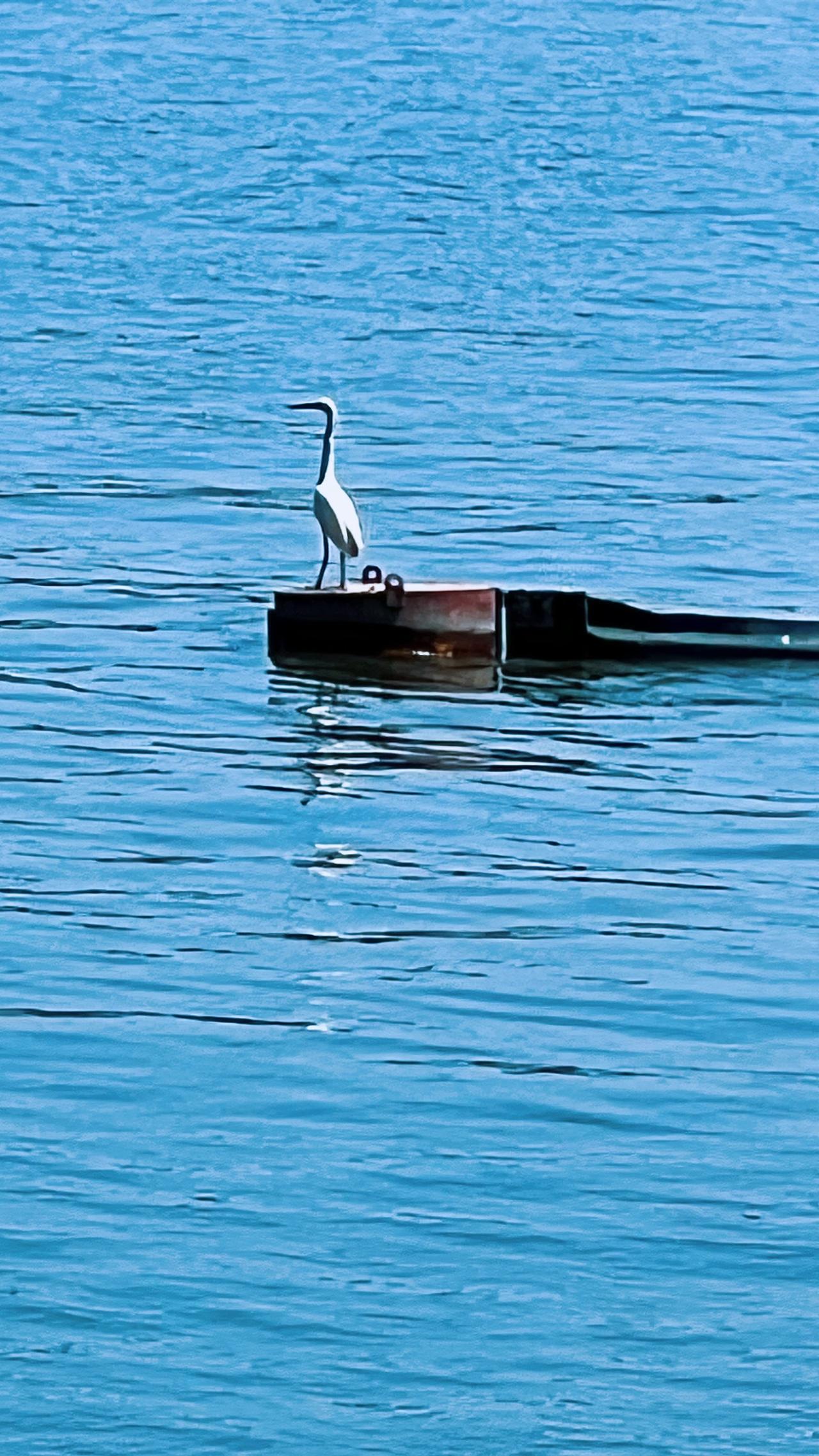 小动物们的可爱瞬间春日随拍：宁静湖面，白鹭独坐，静享自然之美。