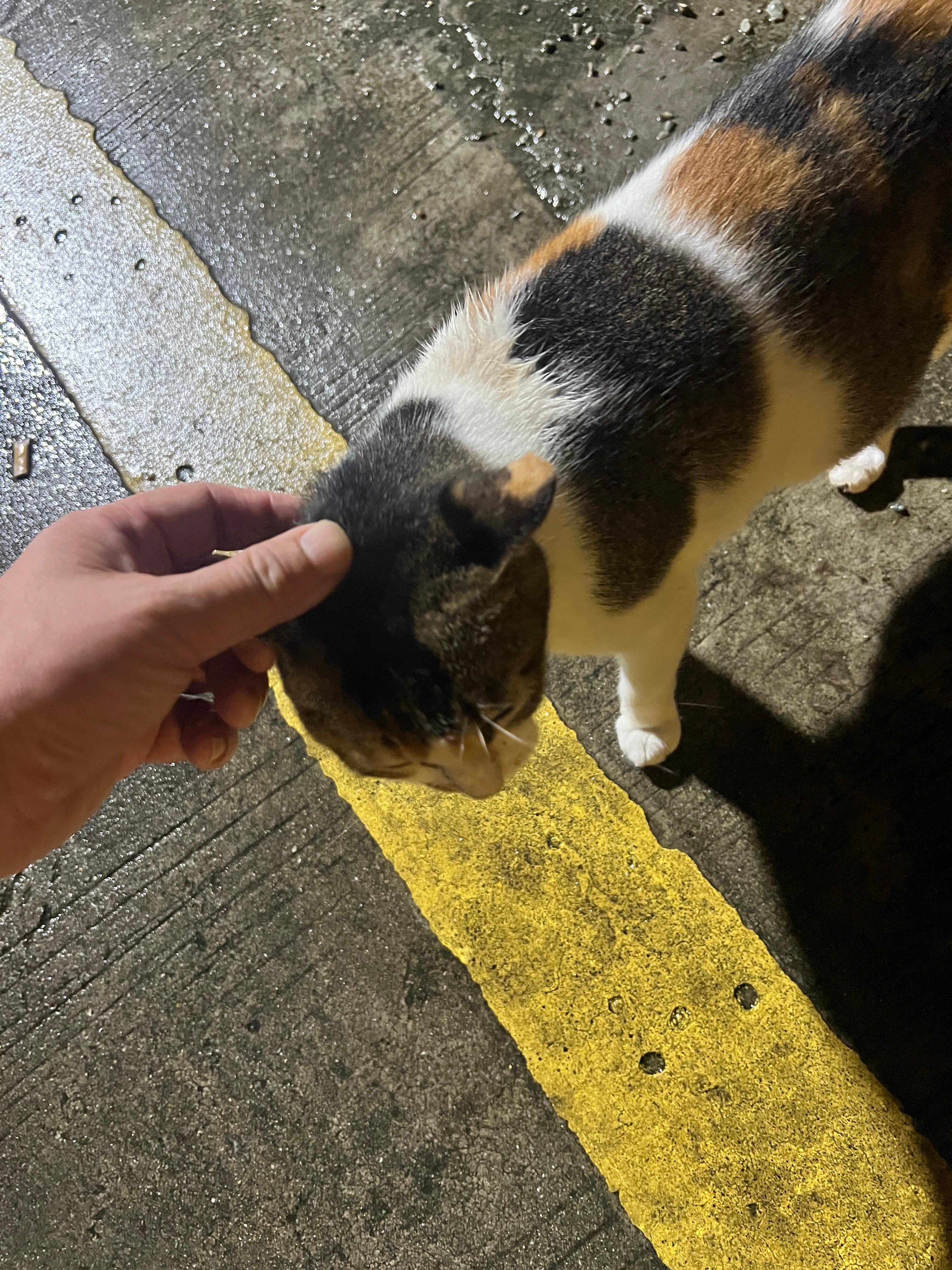 城中村路边的三花猫，居然做过绝育，剪了耳朵尖。看来还是好心人多。人在旅途广州生活