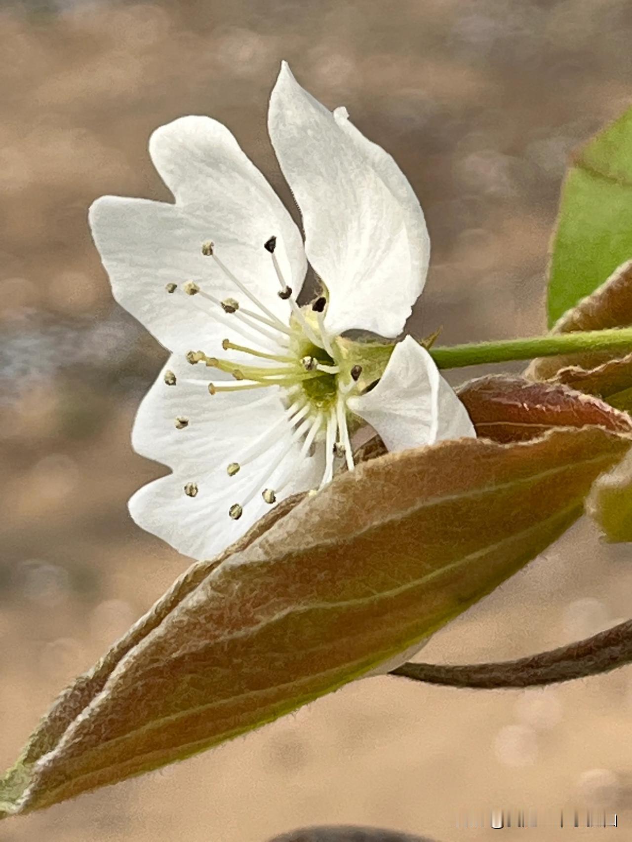 #分享你手机中的花花草草#
秋天了，是该发一下花花草草了