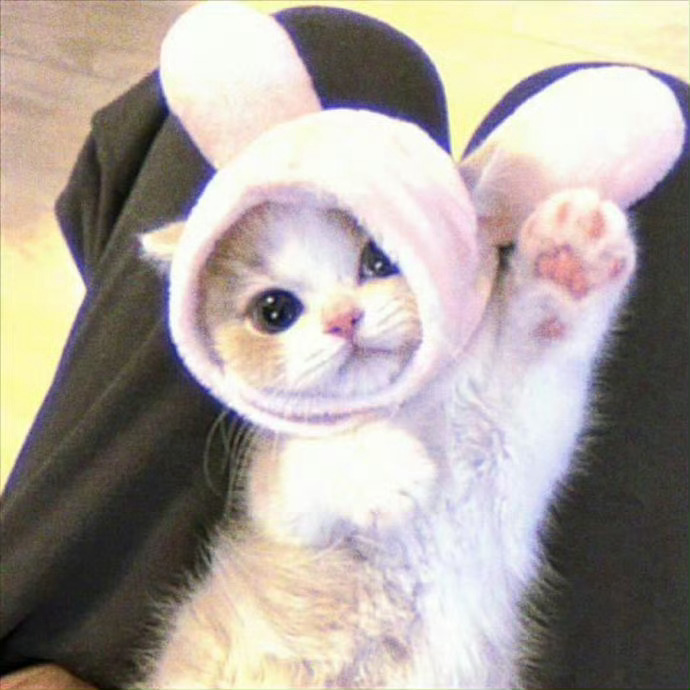 小猫高能量打工一天的vlog吓鼠小猫啦[污] ​ ​​​