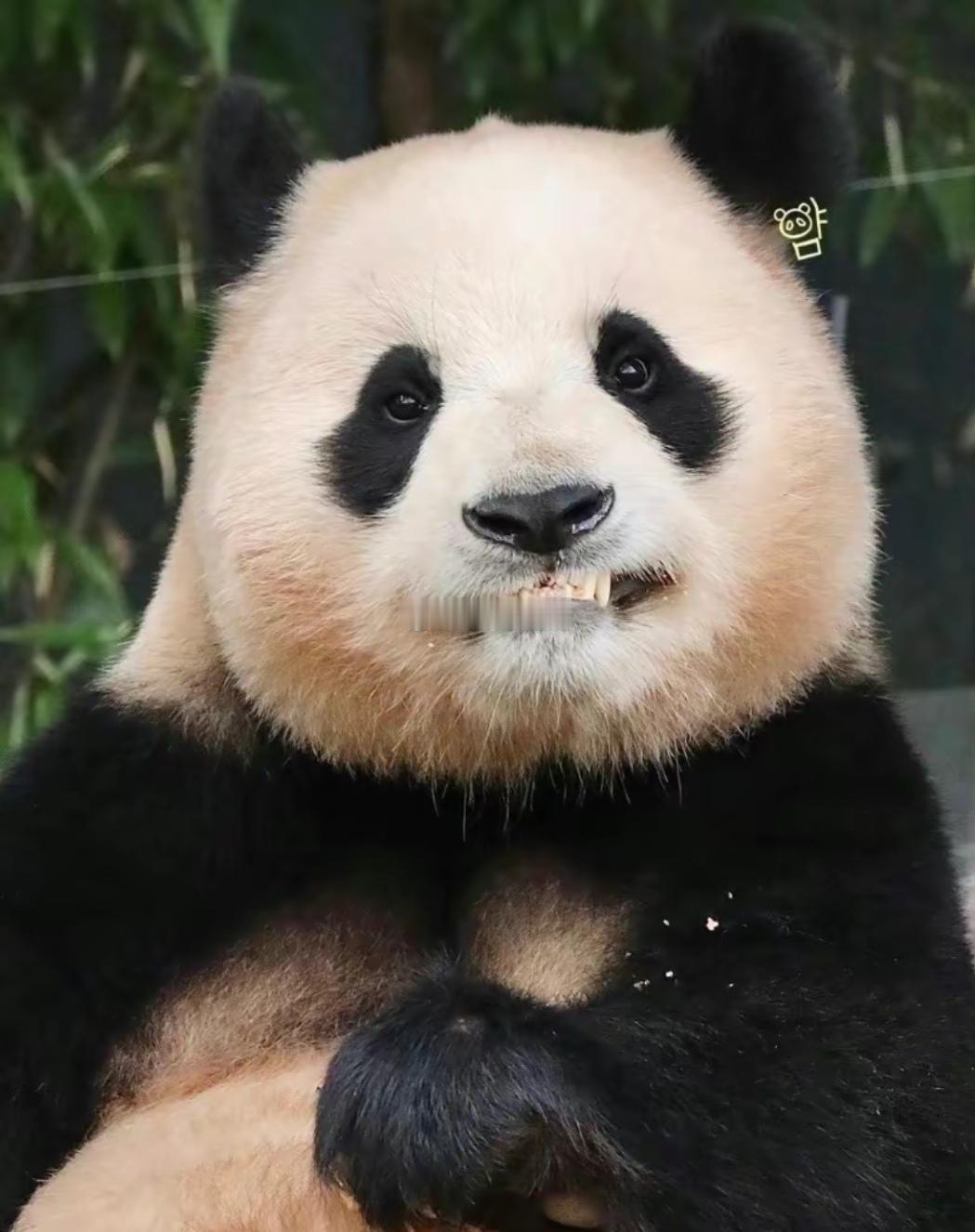 萌到爆炸的猪猪福～ 从这个小熊身上看到了喜怒哀乐 福宝真是心上熊 ​​​
