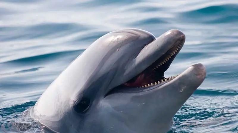 这只海豚攻击了40多人，竟然只是想交朋友？
在日本福井县的敦贺半岛，一个不同寻常