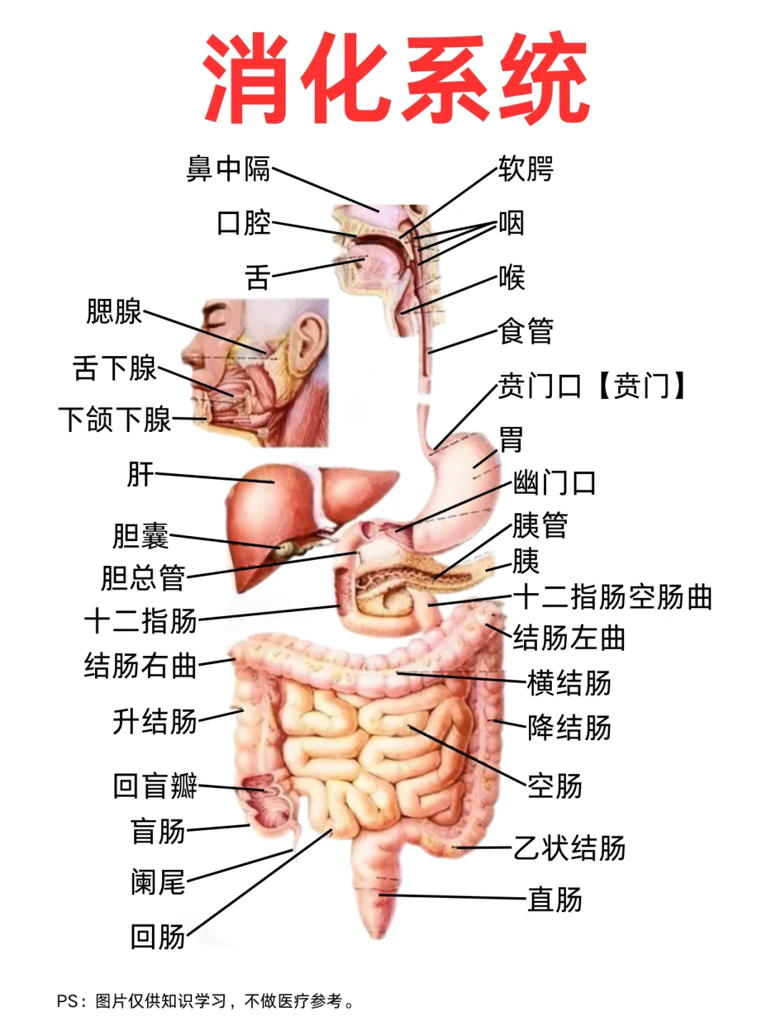 医学生笔记——消化系统