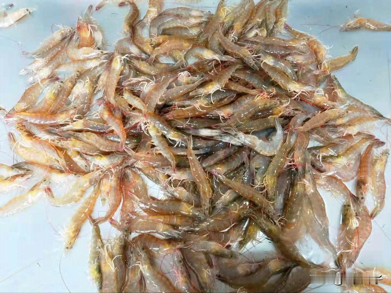 #健康乐享官# 夏天天气炎热，人没有胃口，大鱼大肉尽量少吃，但是这肉可以多吃，那