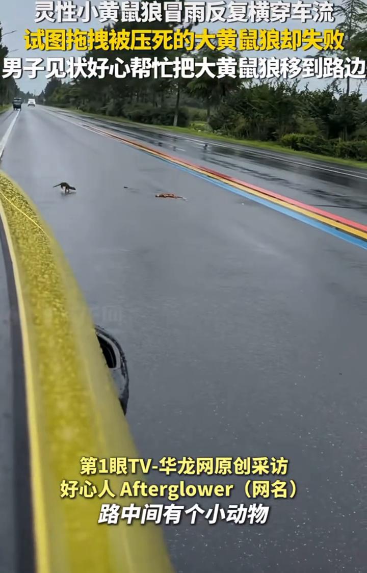 灵性小黄鼠狼冒雨反复横穿车流，试图拖拽被压死的大黄鼠狼却失败。男子见状好心帮忙把