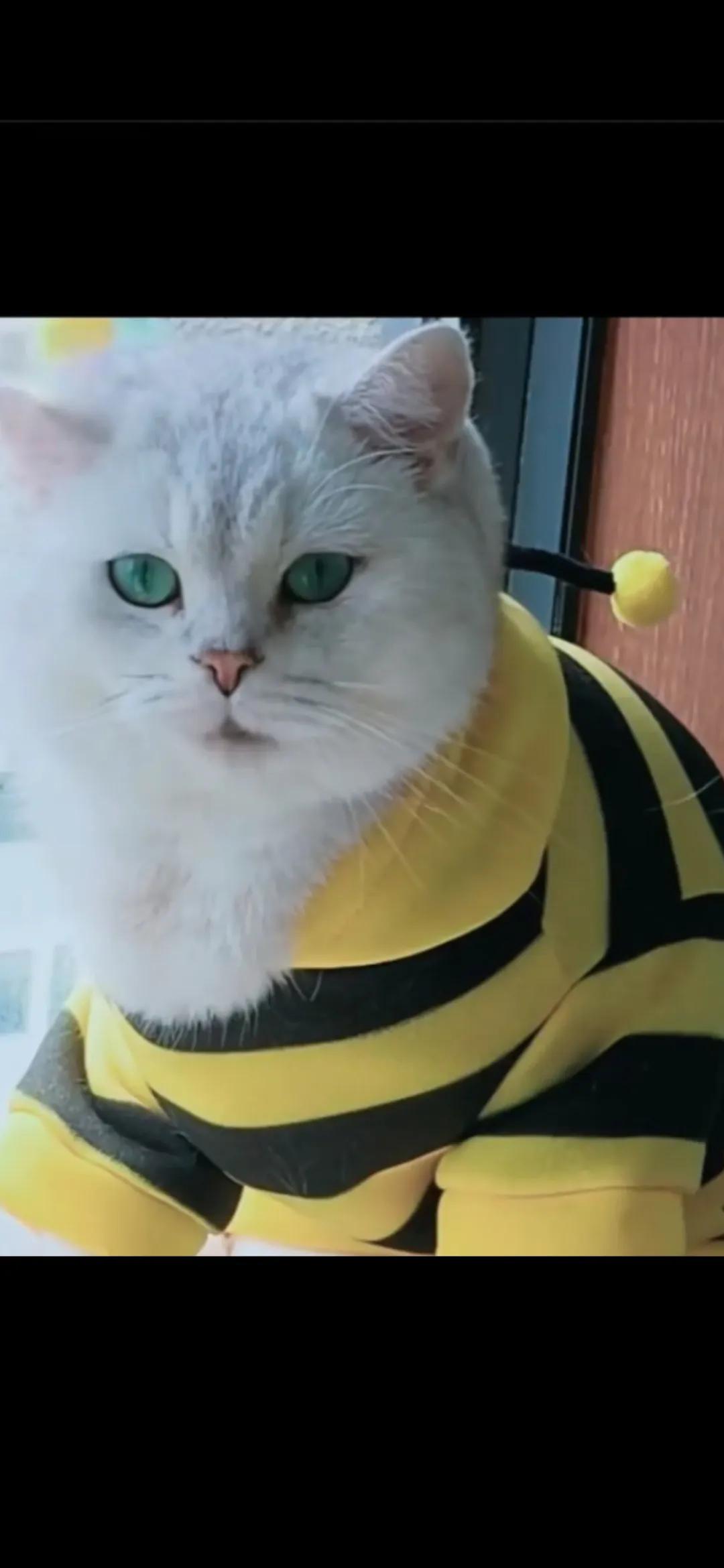 #记录猫咪日常#-