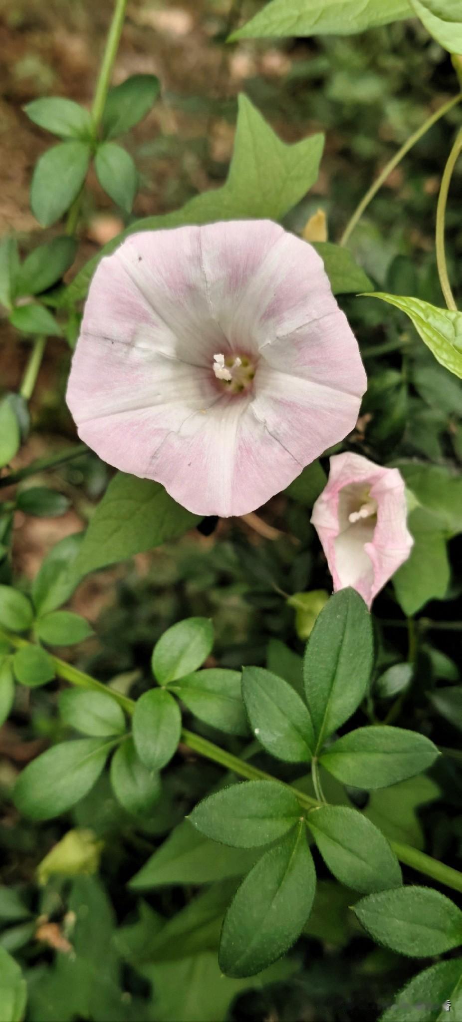 出门闲逛偶然撞见这两朵打碗花，淡淡的粉白纹路温柔又素雅，一朵完全舒展盛放，另一朵