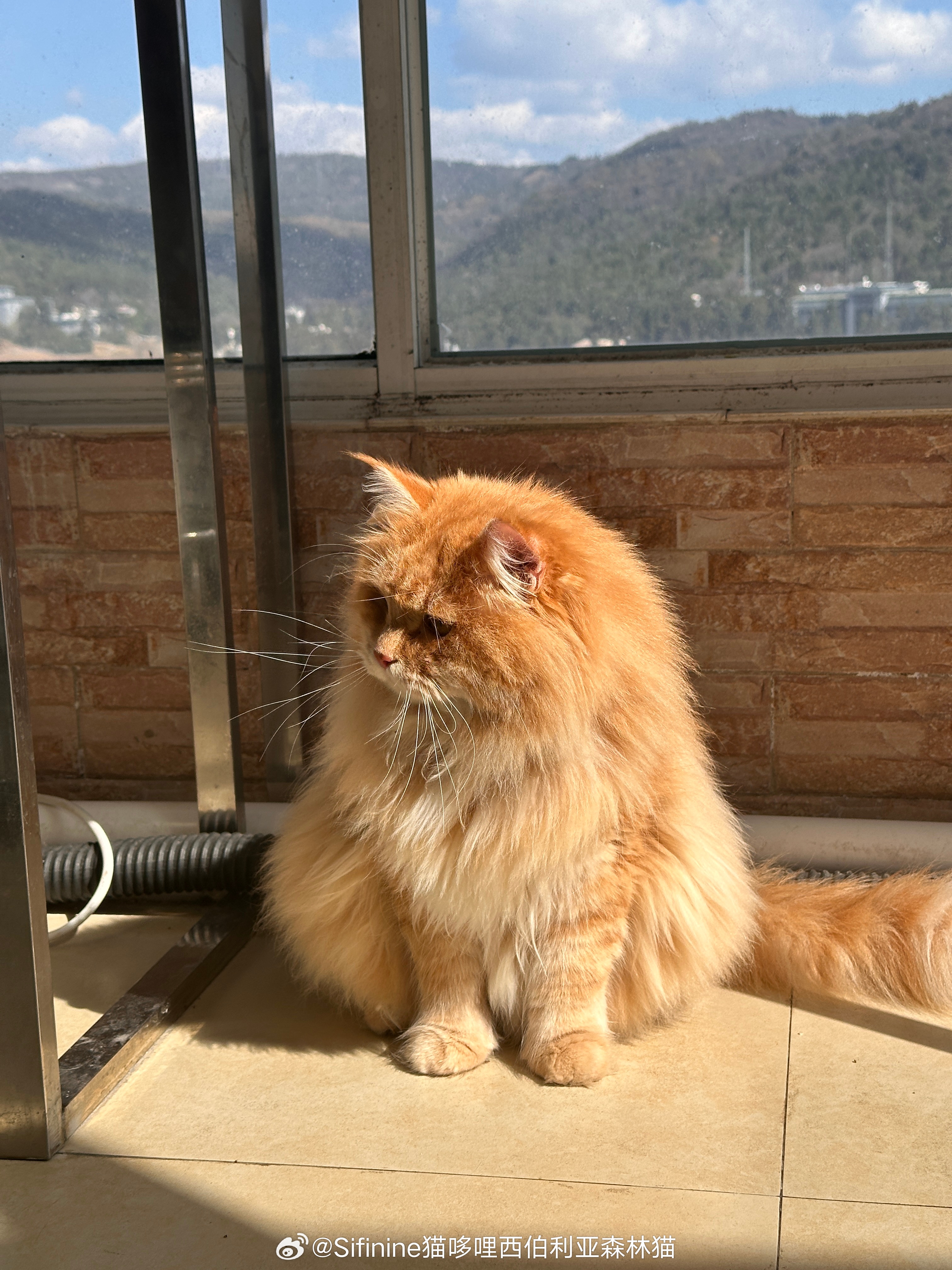 康康：猫生第一次，女孩太主动，有些不知道该如何是好西伯利亚森林猫