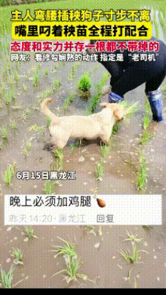黑龙江，一主人弯腰插秧，狗狗寸步不离，看主人忙的不得了，然后嘴里叼着秧苗全程打配