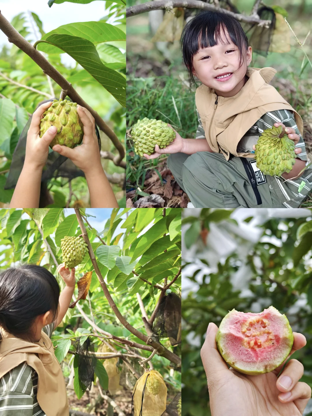 在广州❗️满园的释迦果根本摘不完‼️