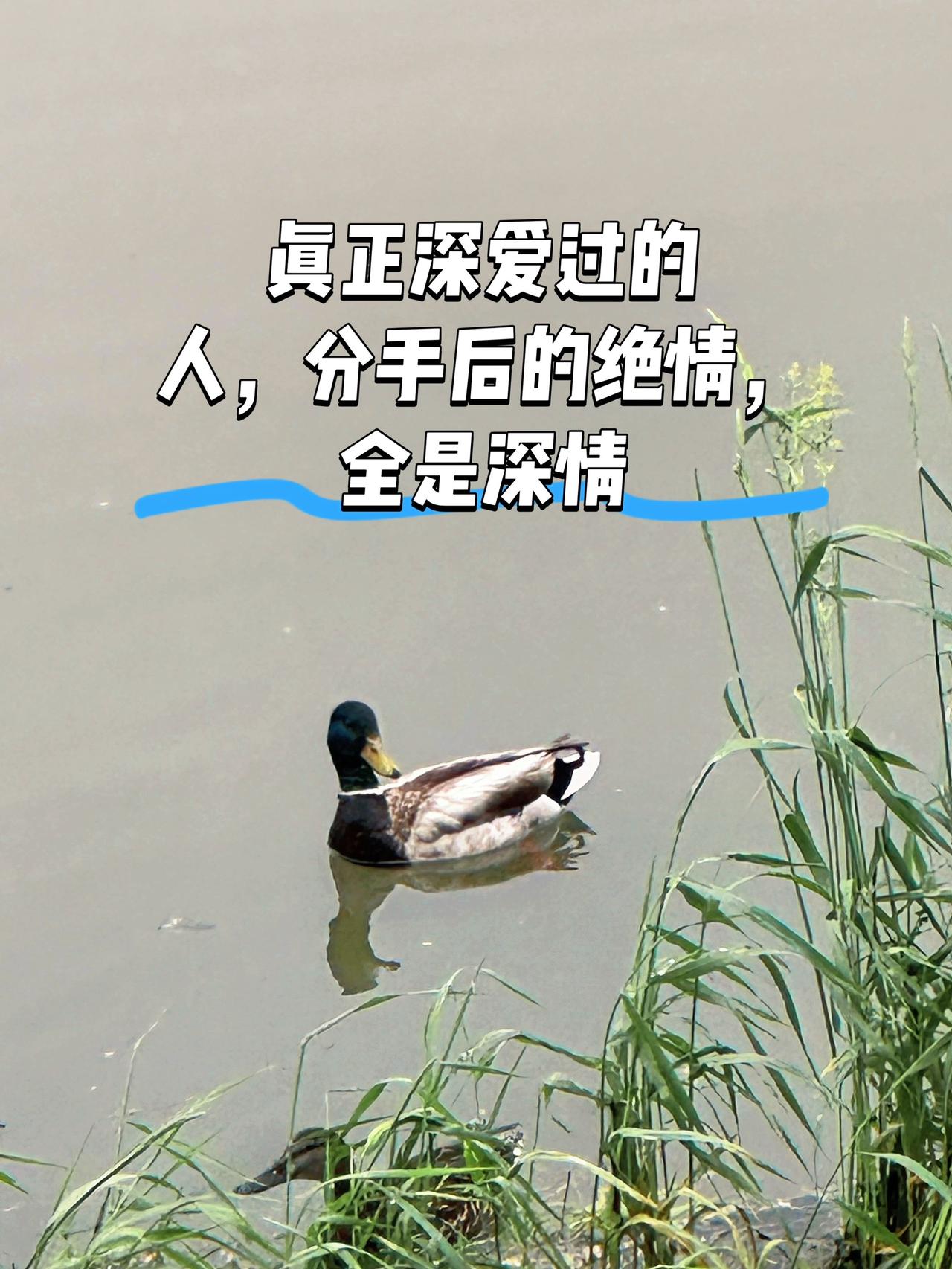 一直很喜欢一句话：浅爱可寒暄，深爱需断联。

很多人不明白，曾经满心在意彼此的两