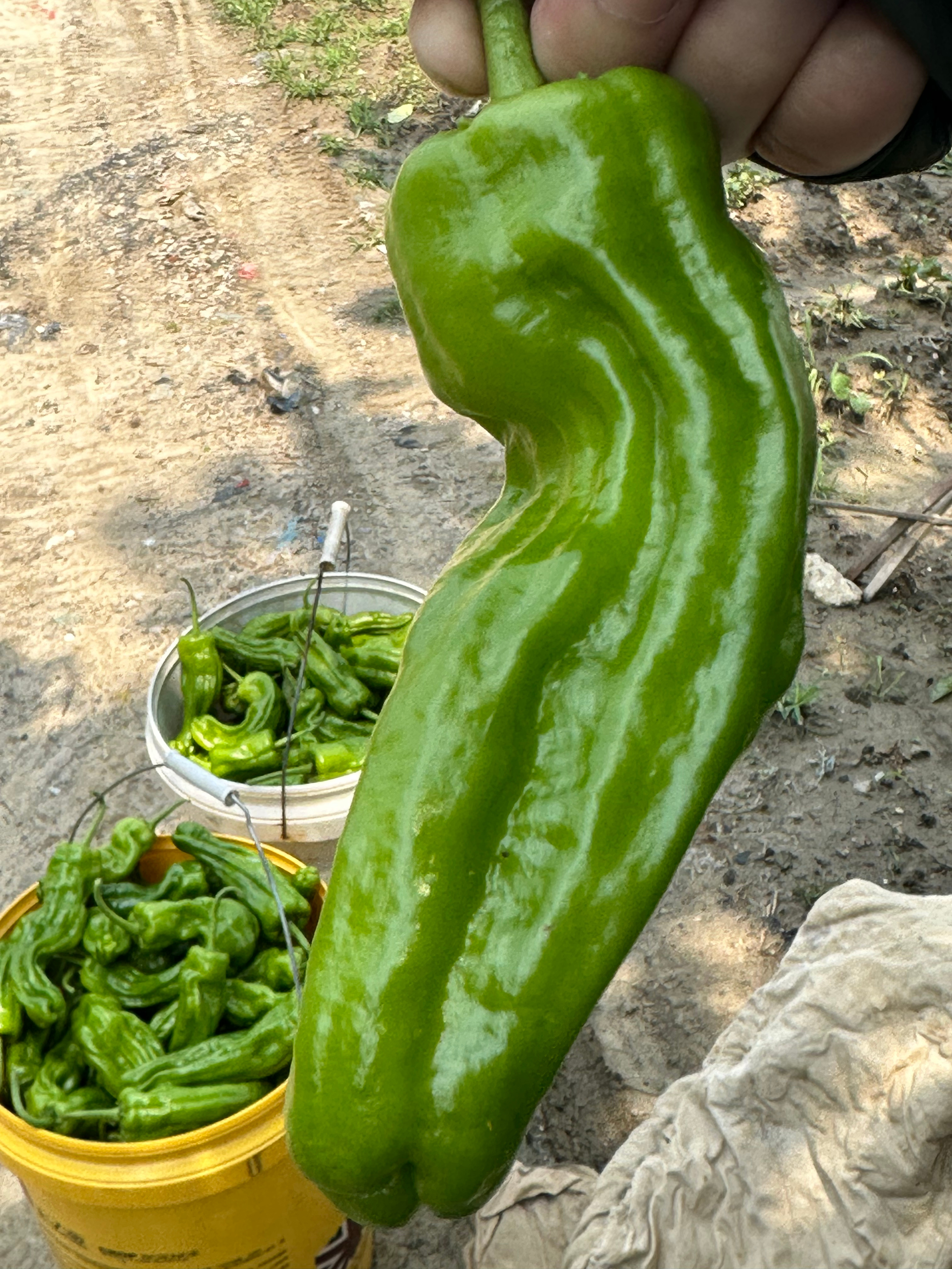 预制菜将有国家标准这个很好有标准就有监督也有规格大家也希望这样能够吃得健康卫生什