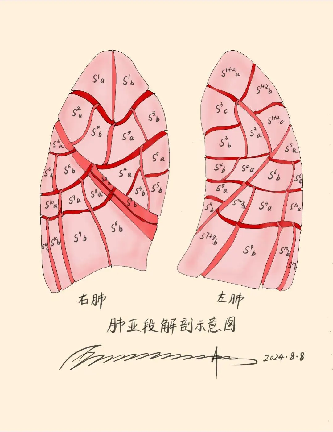 肺亚段解剖示意图