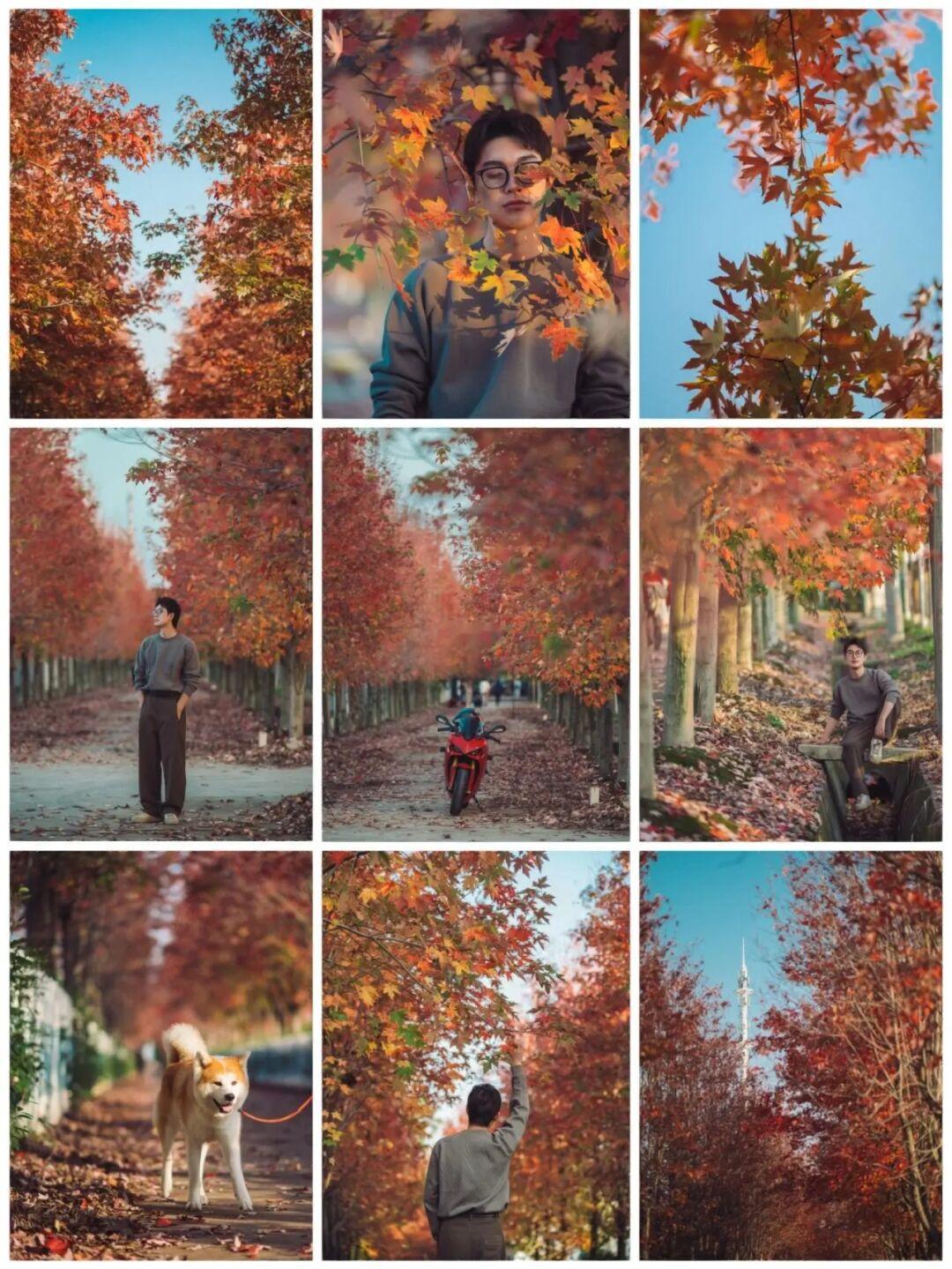 再过一个月 苏州这里是赏枫🍁天花板