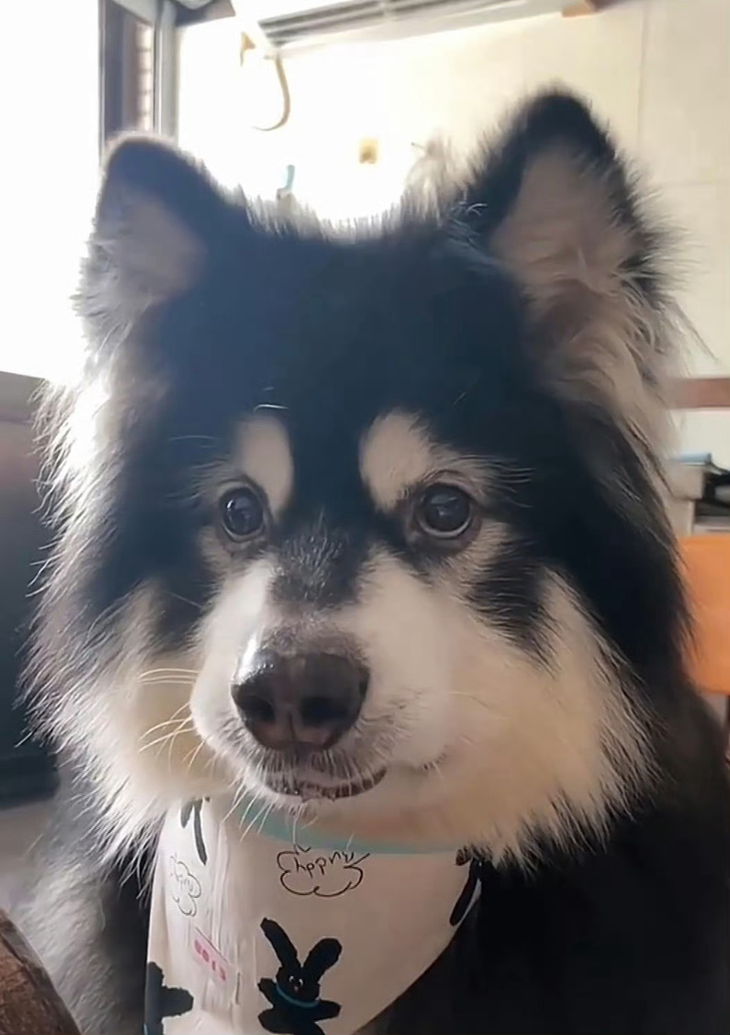 我靠 好萌！！？长了一张娃娃脸的阿拉斯加犬 ​​​