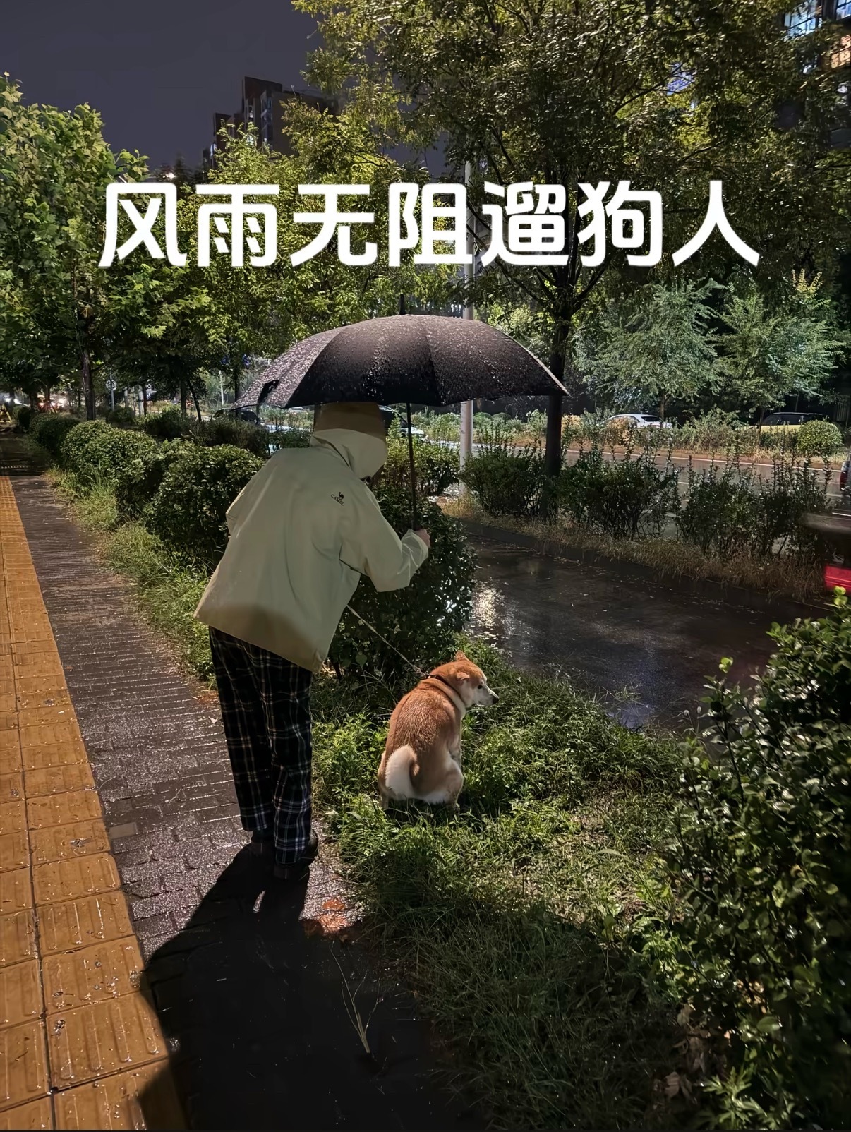 我家狗🐶有轻微洁癖，下雨不出门。 ​​​