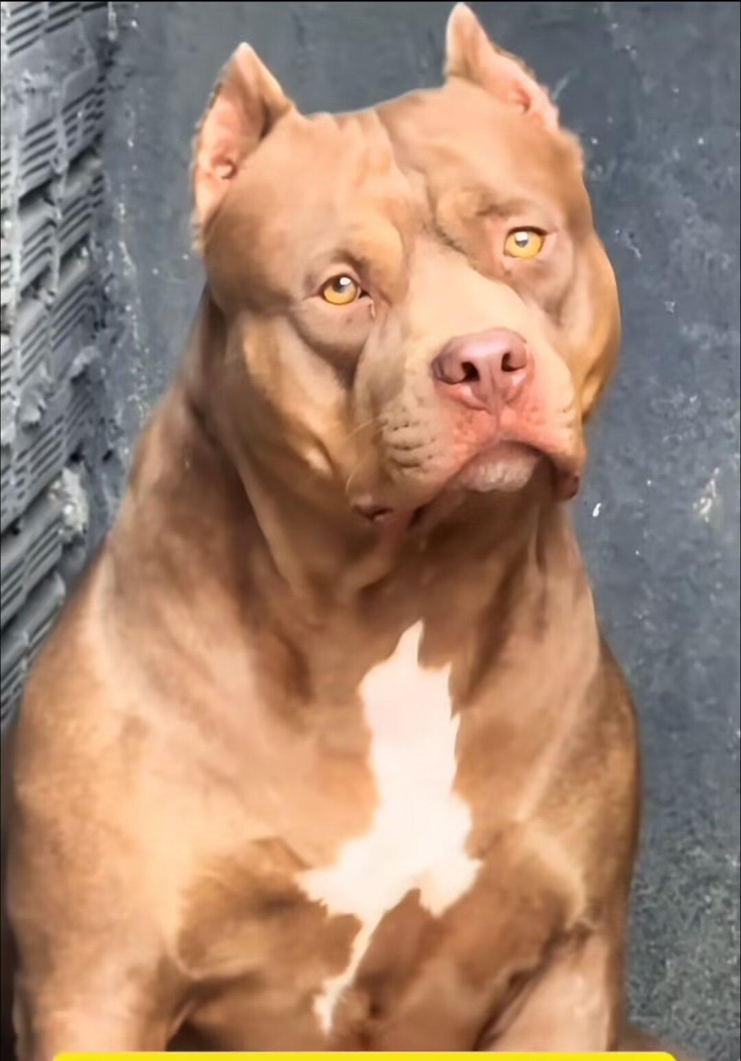 移动云AI智启未来