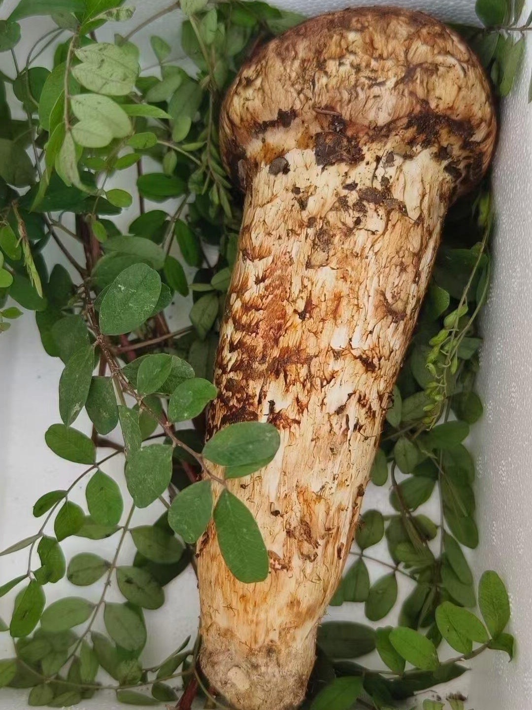 松茸王 