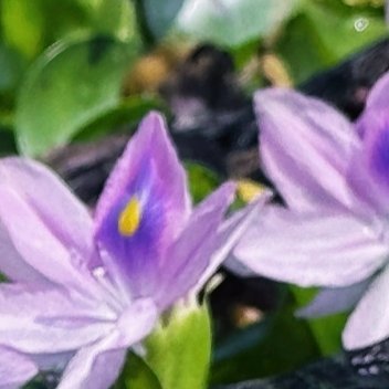 水葫芦怎么种植1、种子种植水葫芦可以用种子来种植，需要使用颗粒饱满并且有光泽的种