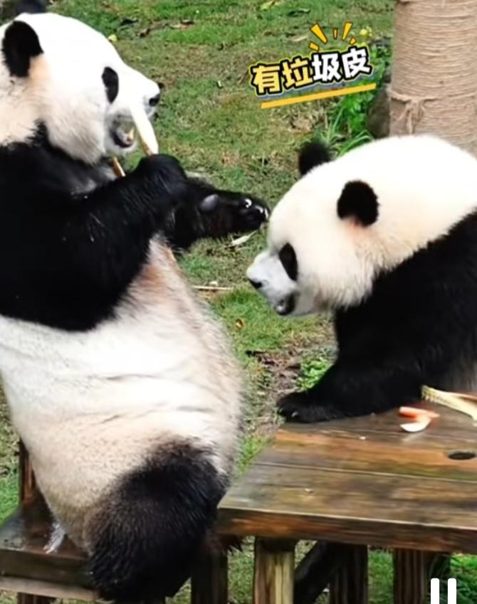 三妹还挺讲究的，它和妈妈坐在小饭桌旁的椅子上吃竹笋，吃得很认真很开心，突然，它看