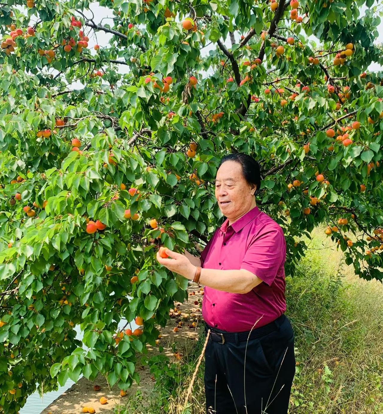 《杏林雅集》

杏林初霁，六月辉煌。

甜果缀树，满袖生香。

呼朋载酒，摘取盈