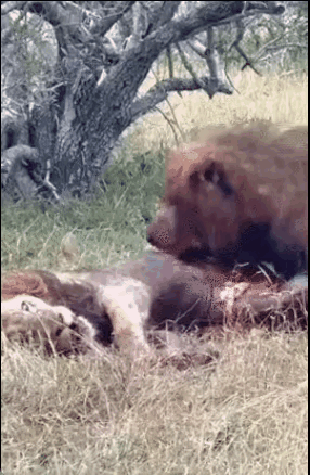 自然法则，出来混的都是要还的[泪奔]
