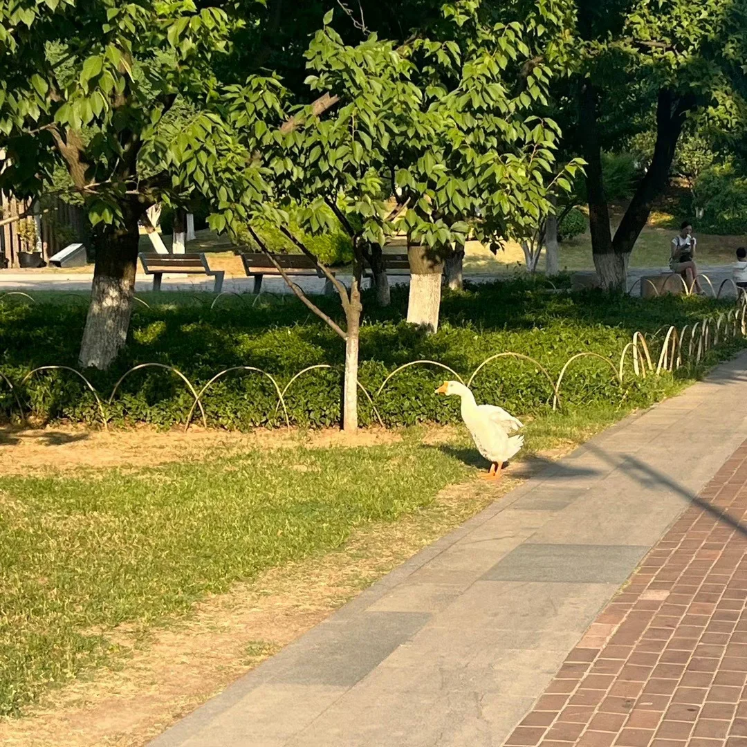 好好生活皆如所愿 清清日常库存 一些片刻 用记录点滴生活 生活中的小碎...