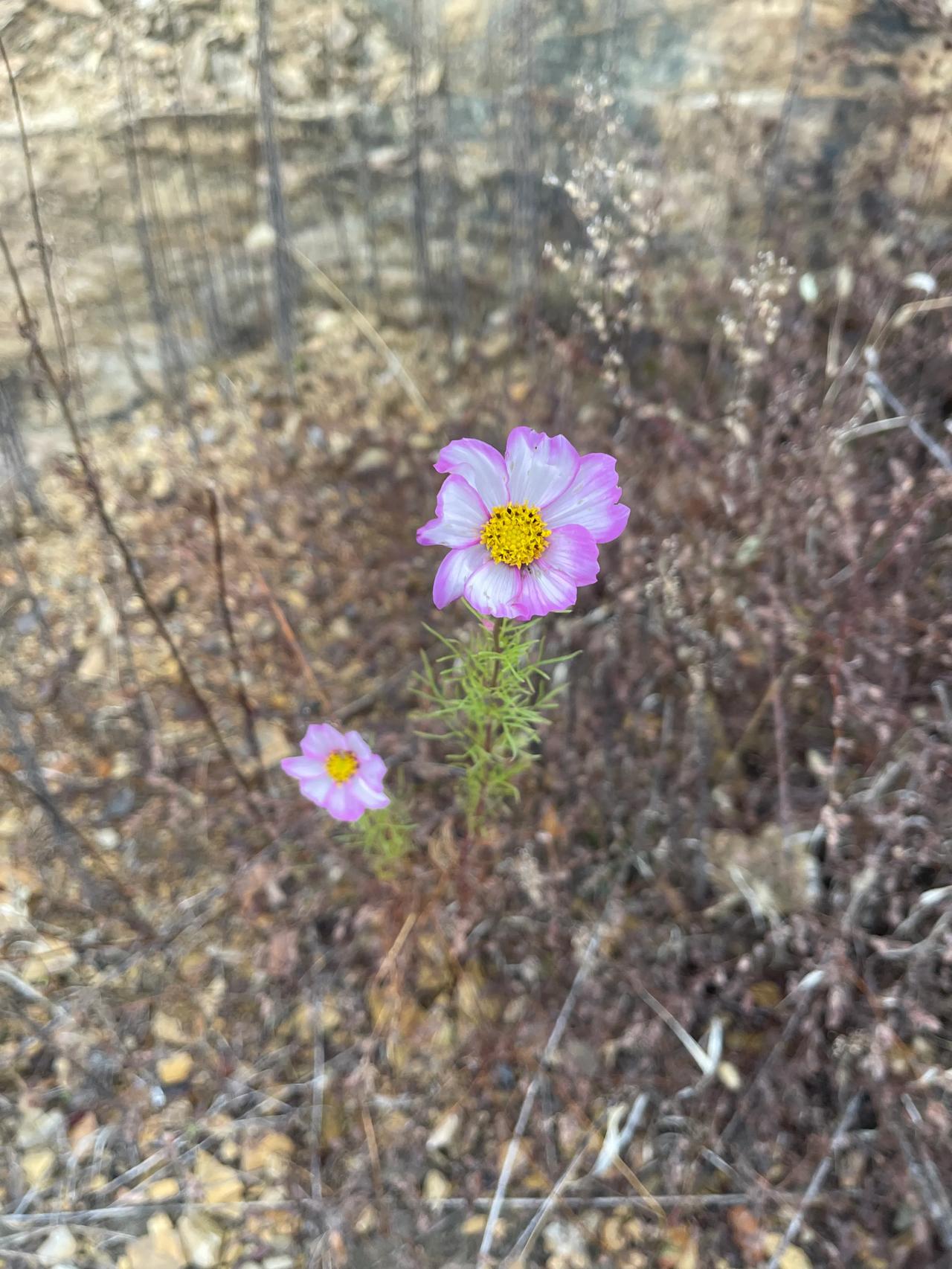 《风花之恋》

风吹，花摇，
风不吹了，花怪风怎么还不来。

风来了，和花无尽的