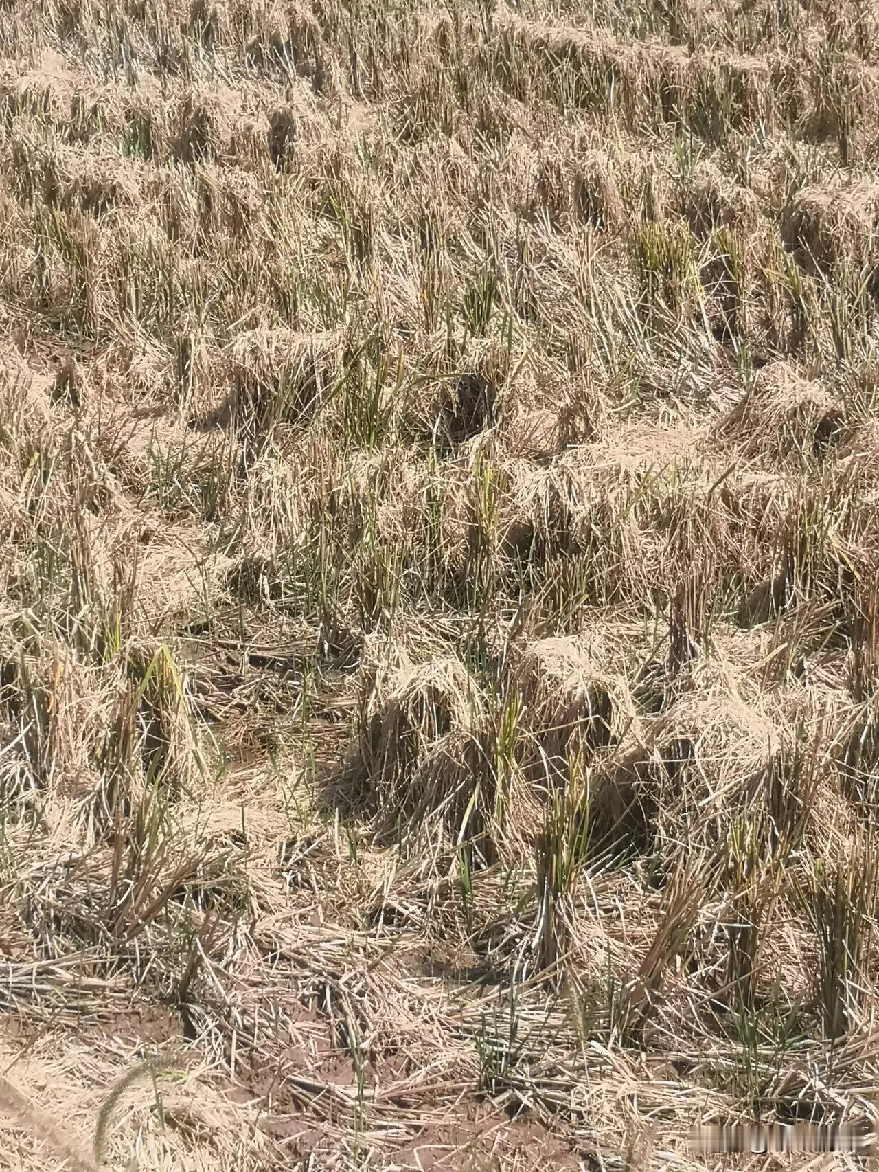 这里是德阳市中江县农村，收割机是外地河南来的，收割机收割水稻以后，留下这样的水稻