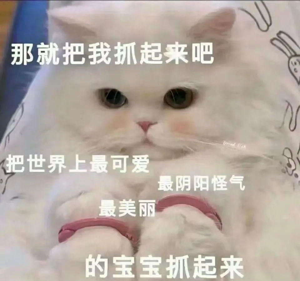 猫猫表情包 ​​​