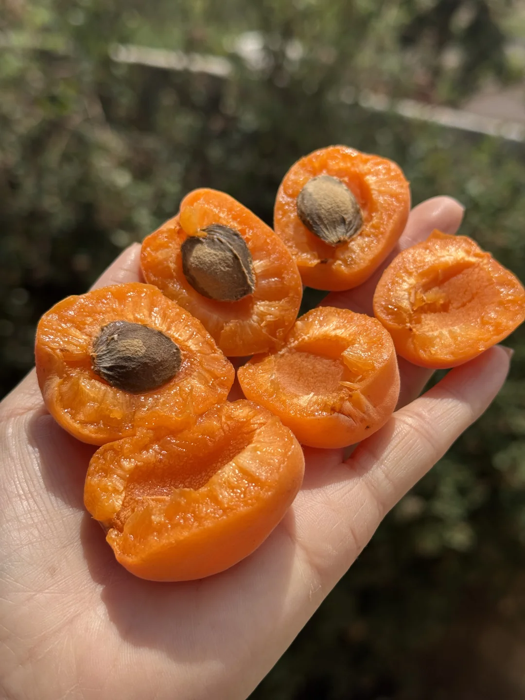 这不是杏干，这是我们树上自然熟的蜜杏。