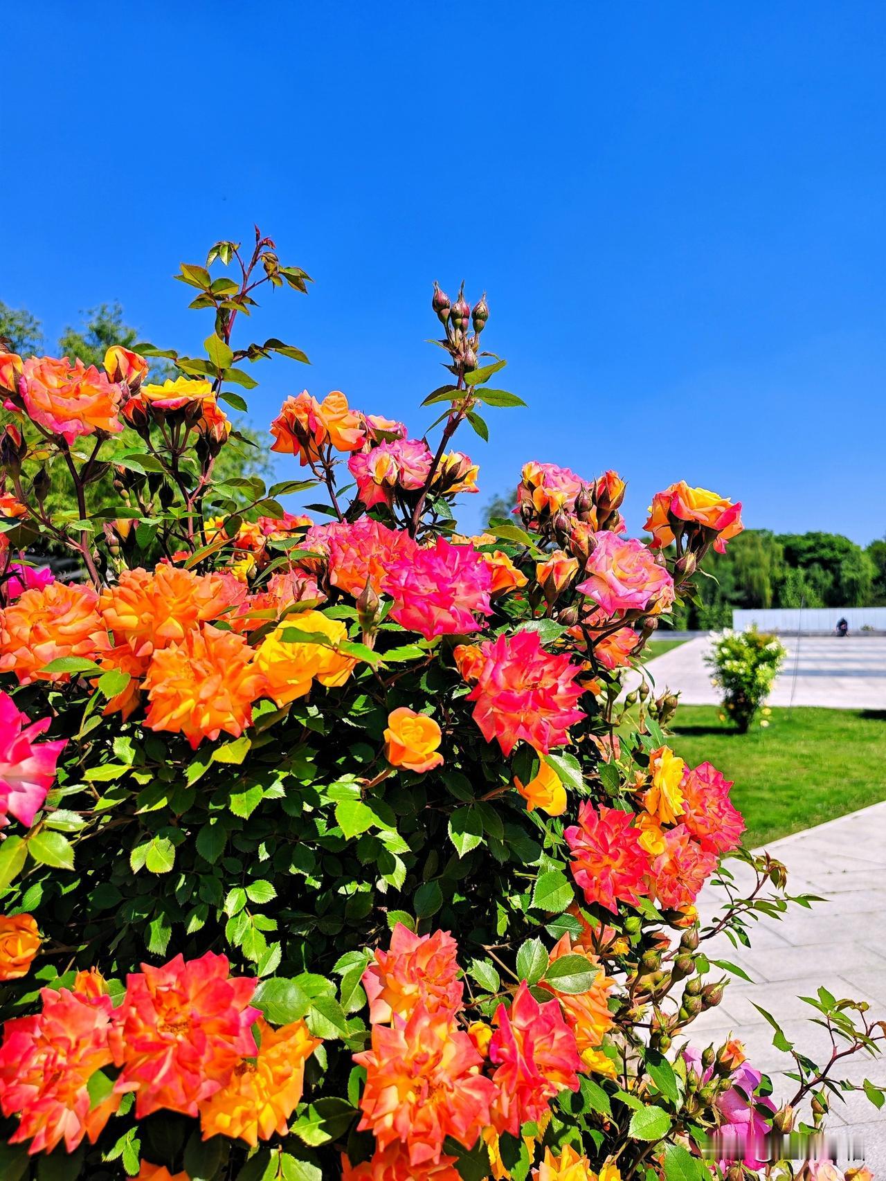 阳光下的绚烂花海，绽放出生命的色彩！🌸🌞