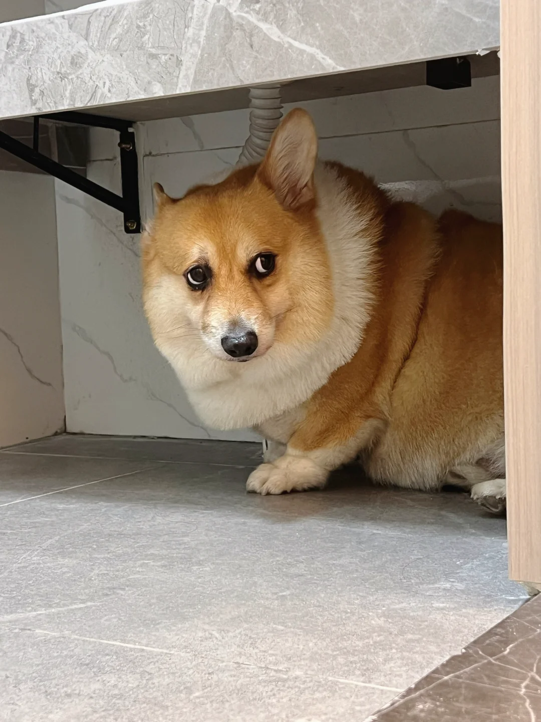 当你回到家你的狗没来迎接你的时候….